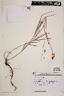 Image of Lathyrus linearifolius