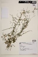 Vicia stenophylla image