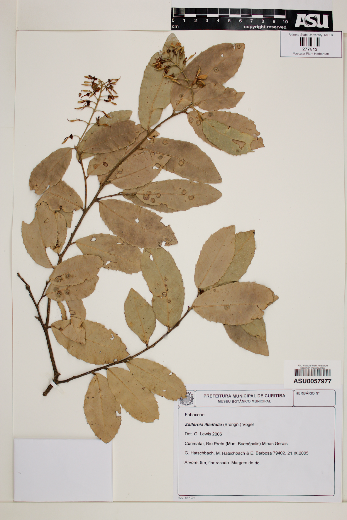 Zollernia ilicifolia image