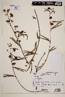 Image of Mimosa alleniana