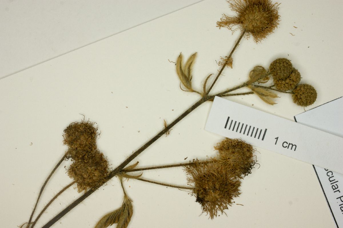 Mimosa alleniana image
