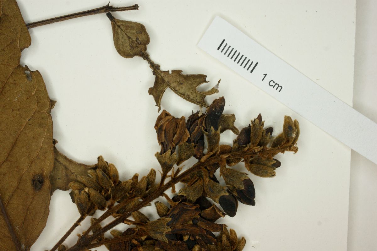 Andira fraxinifolia image