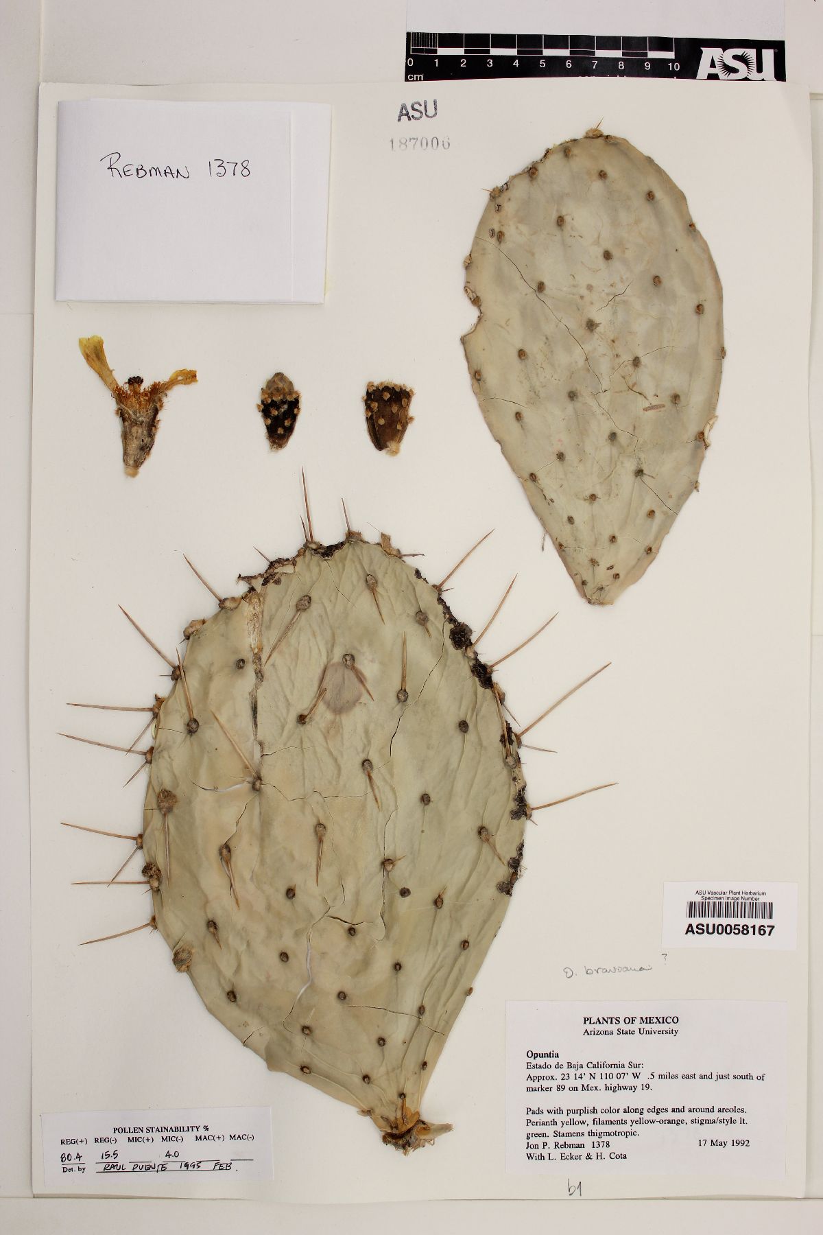 Opuntia bravoana image