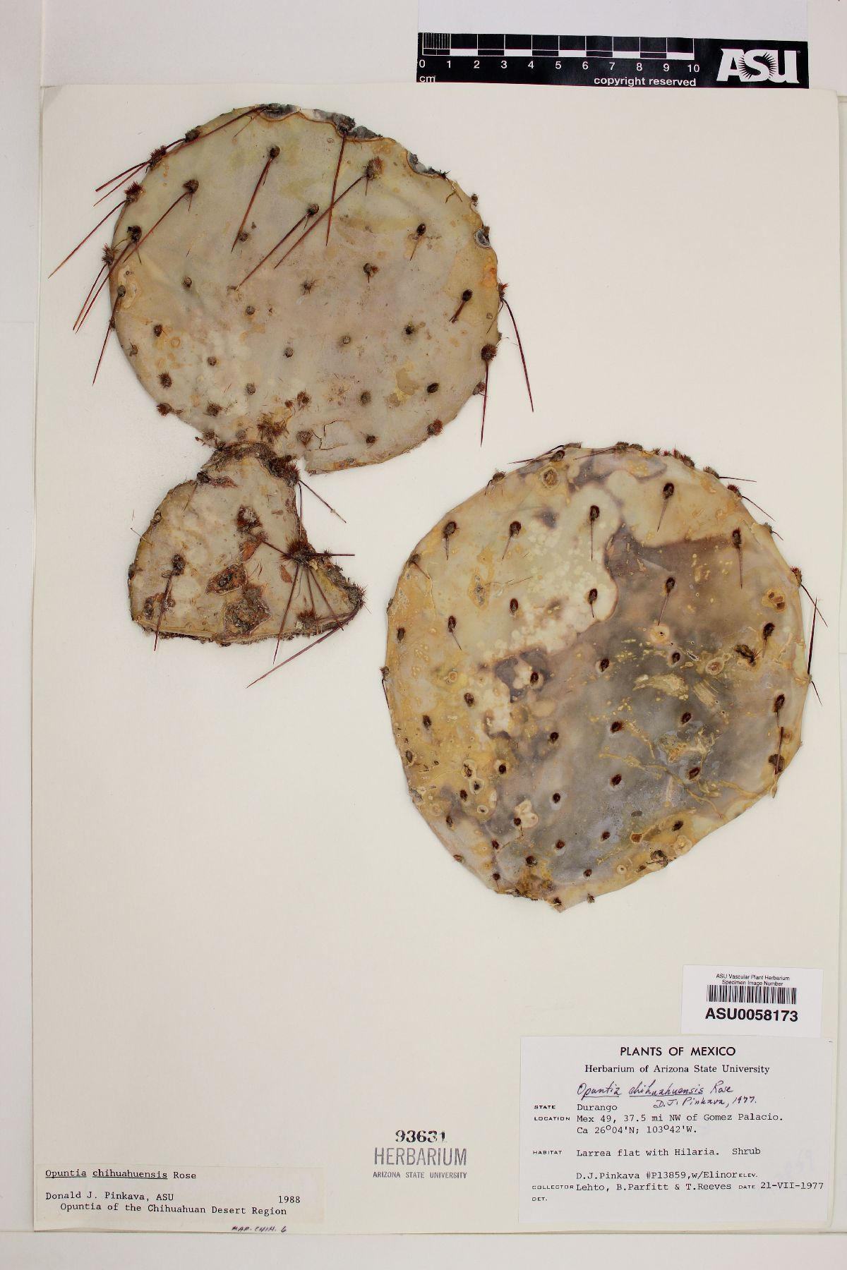 Opuntia chihuahuensis image