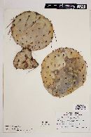Opuntia chihuahuensis image