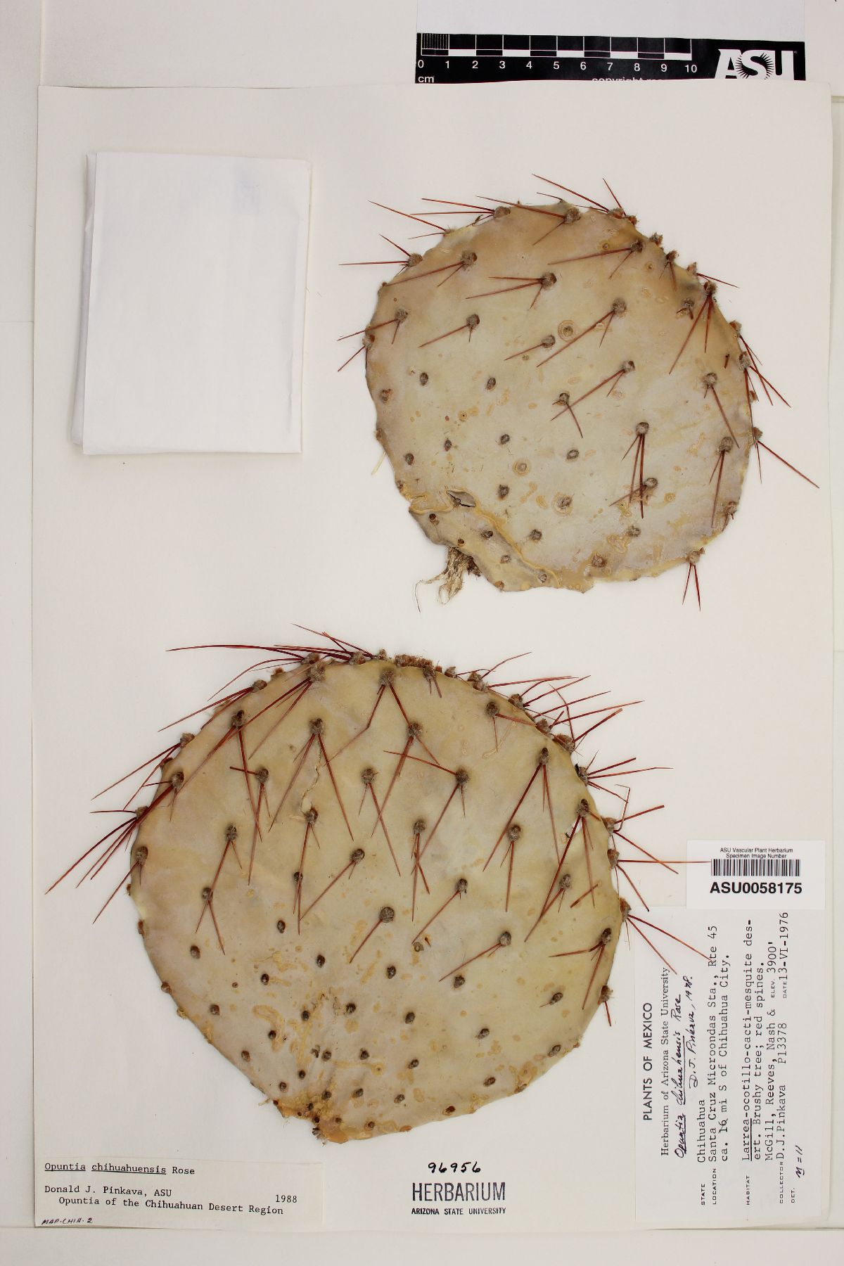 Opuntia chihuahuensis image
