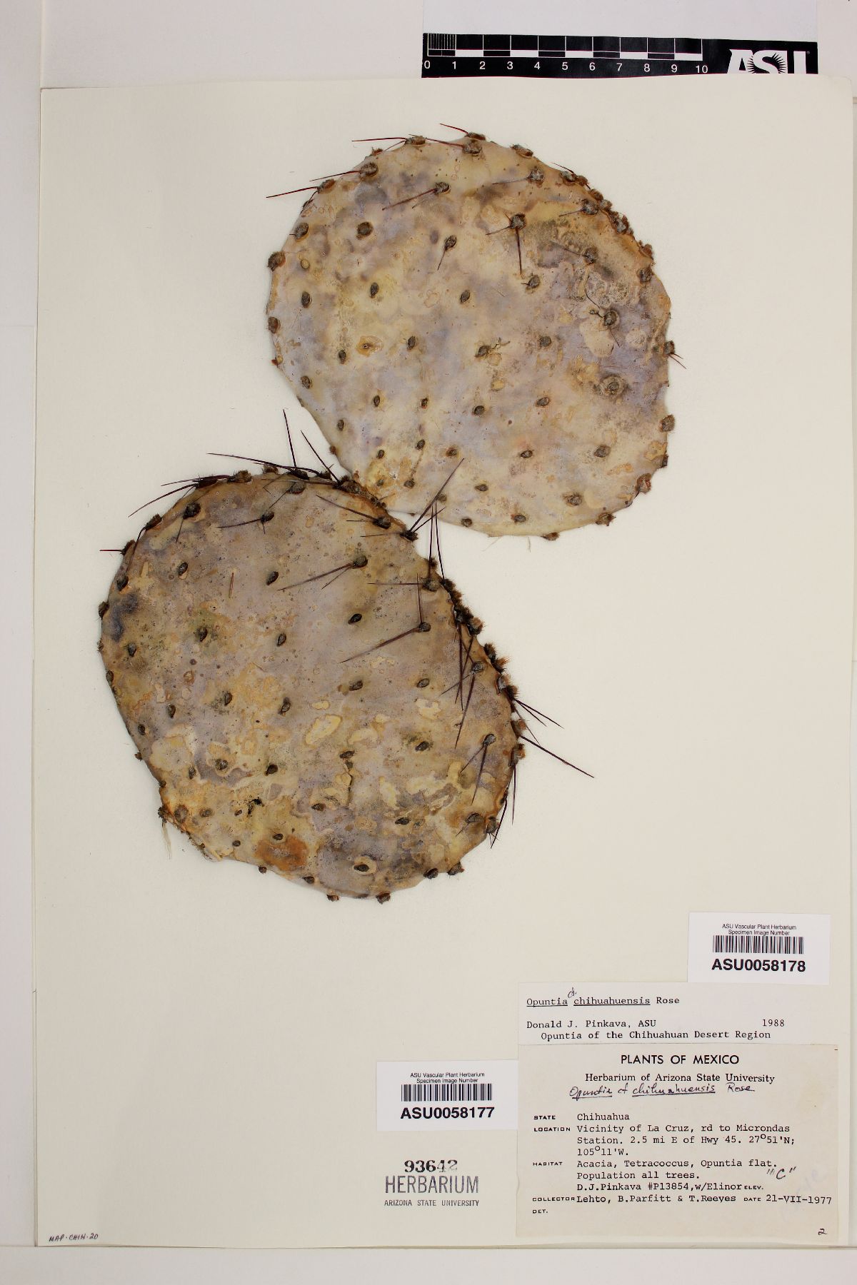 Opuntia chihuahuensis image
