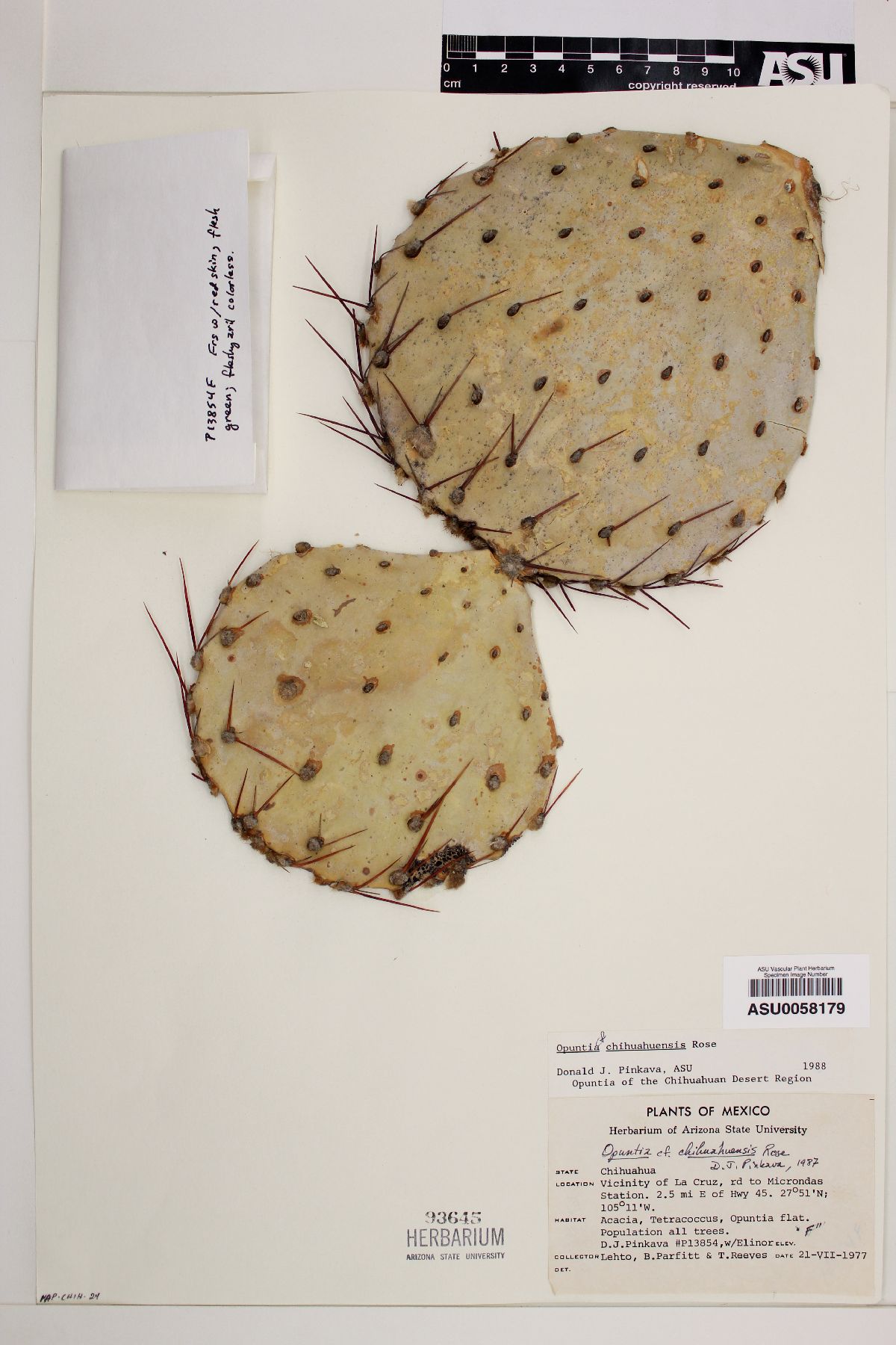 Opuntia chihuahuensis image