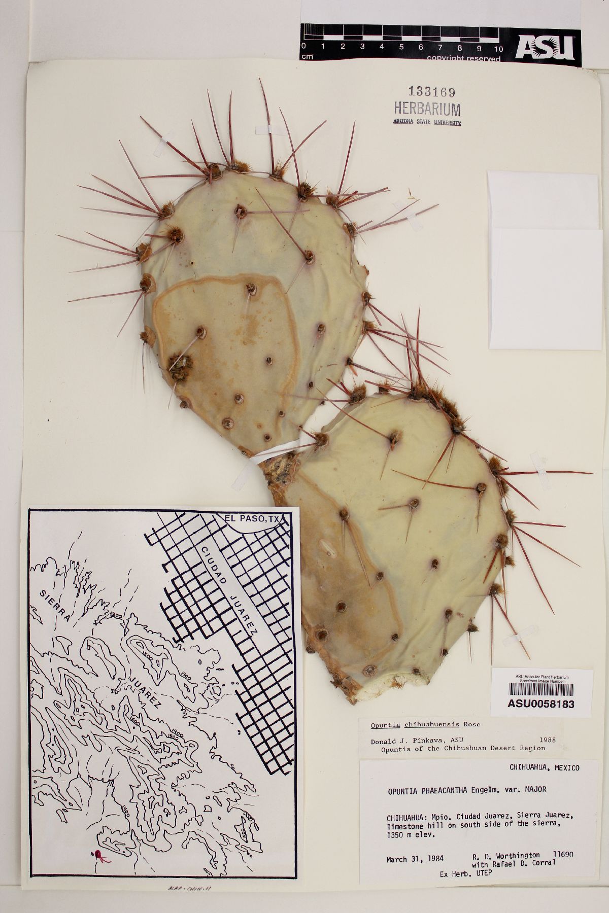 Opuntia chihuahuensis image