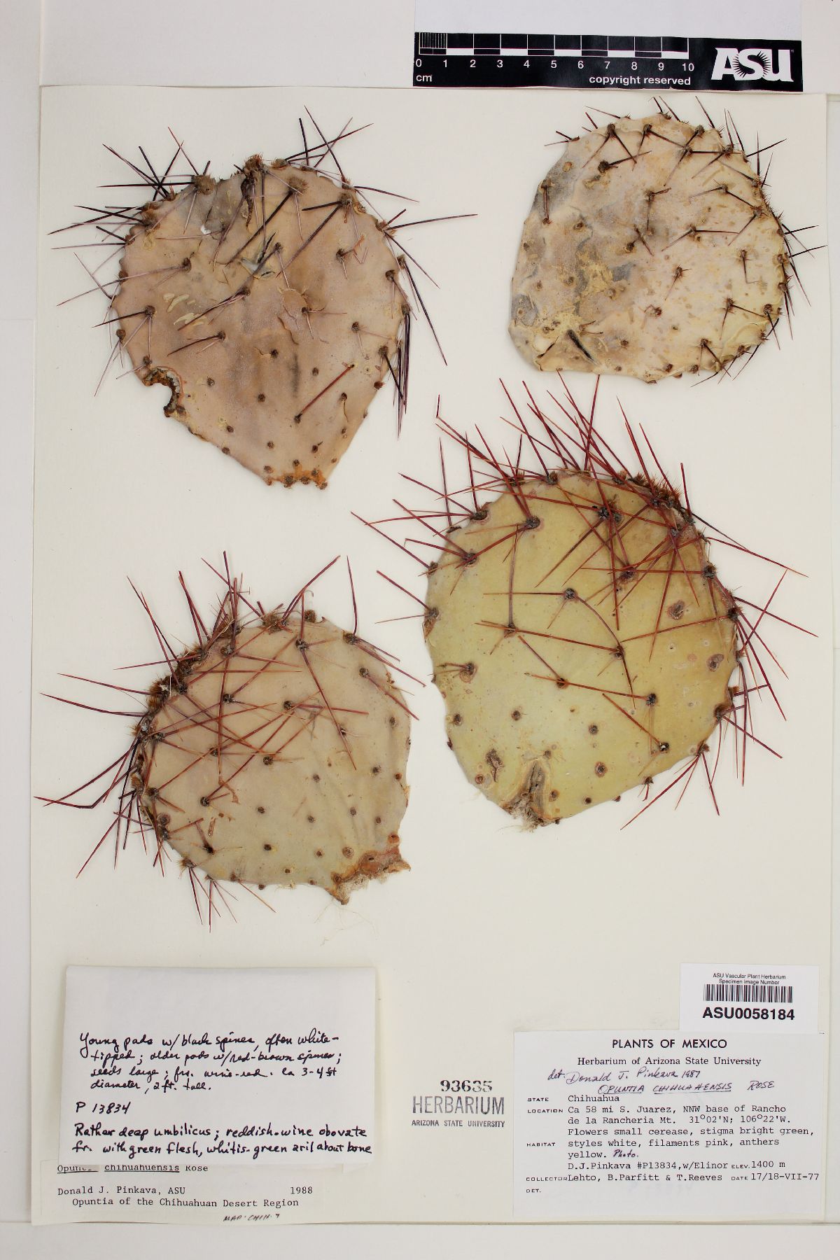 Opuntia chihuahuensis image