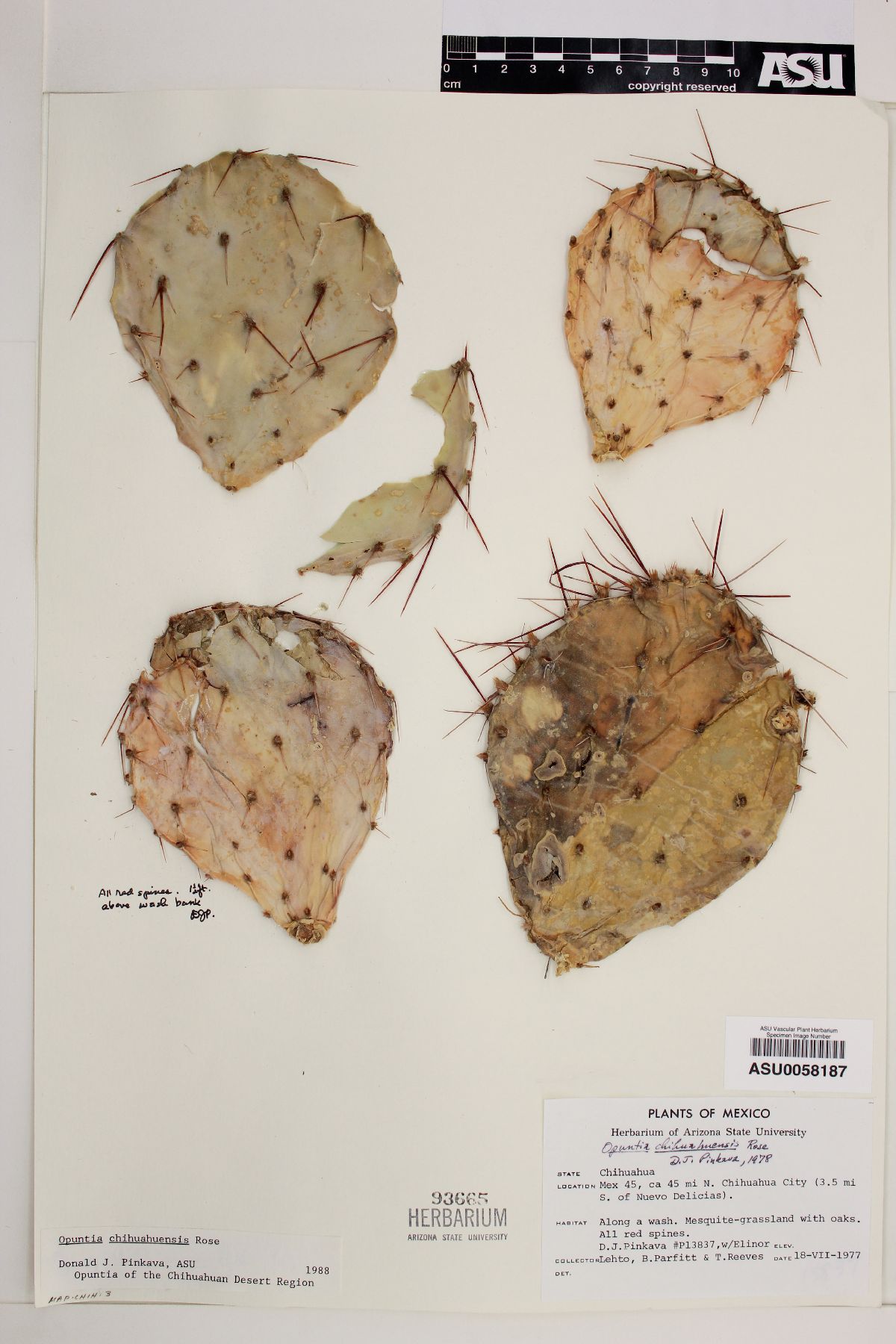 Opuntia chihuahuensis image