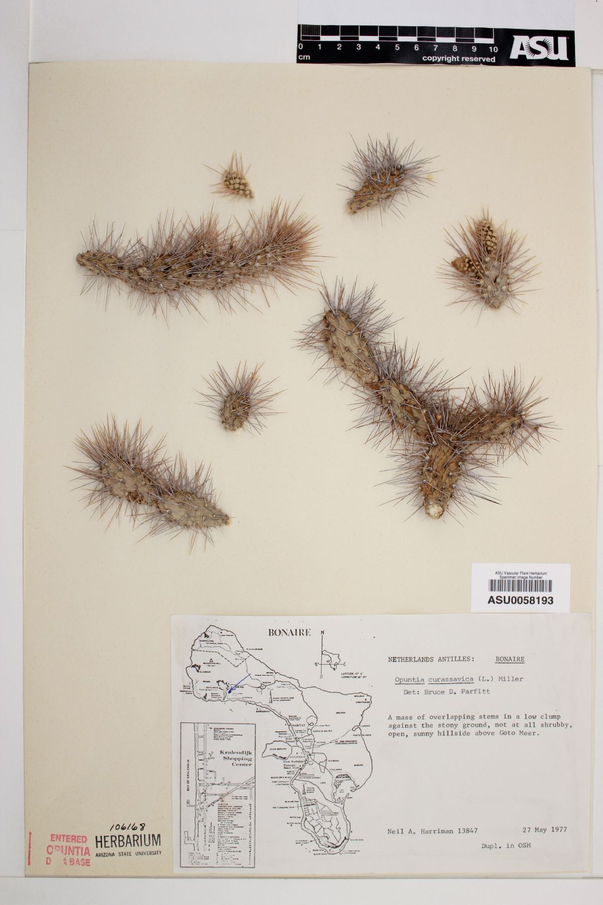 Opuntia curassavica image