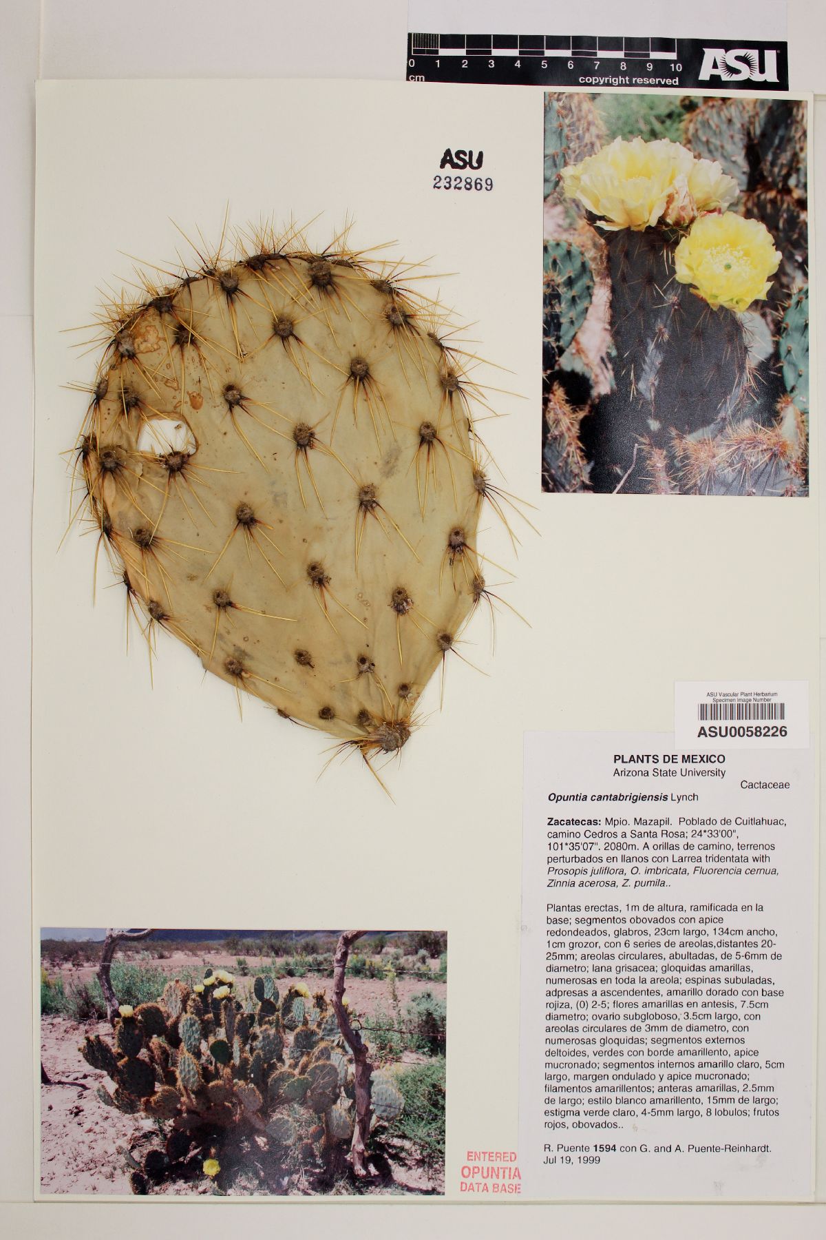 Opuntia cantabrigiensis image