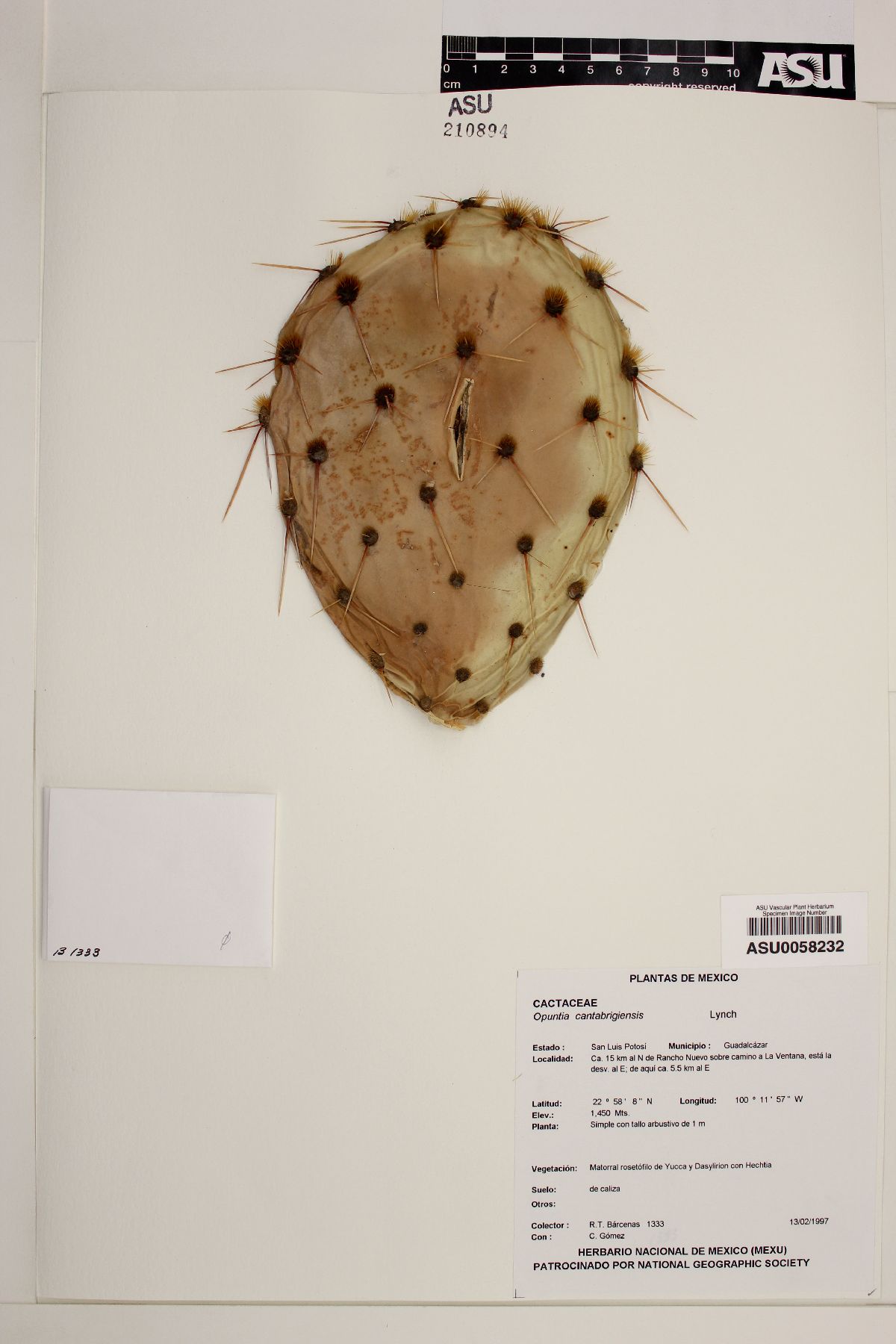 Opuntia cantabrigiensis image