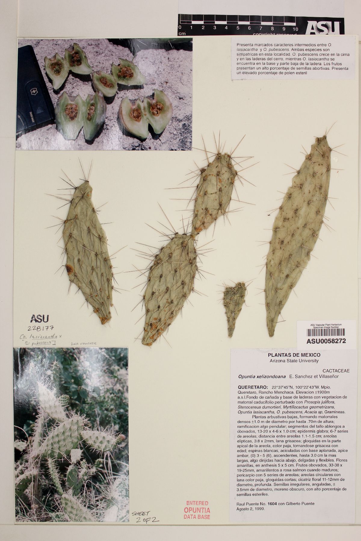Opuntia elizondoana image