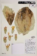 Opuntia fuliginosa image