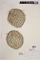 Opuntia gosseliniana image