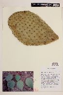 Opuntia leucotricha image