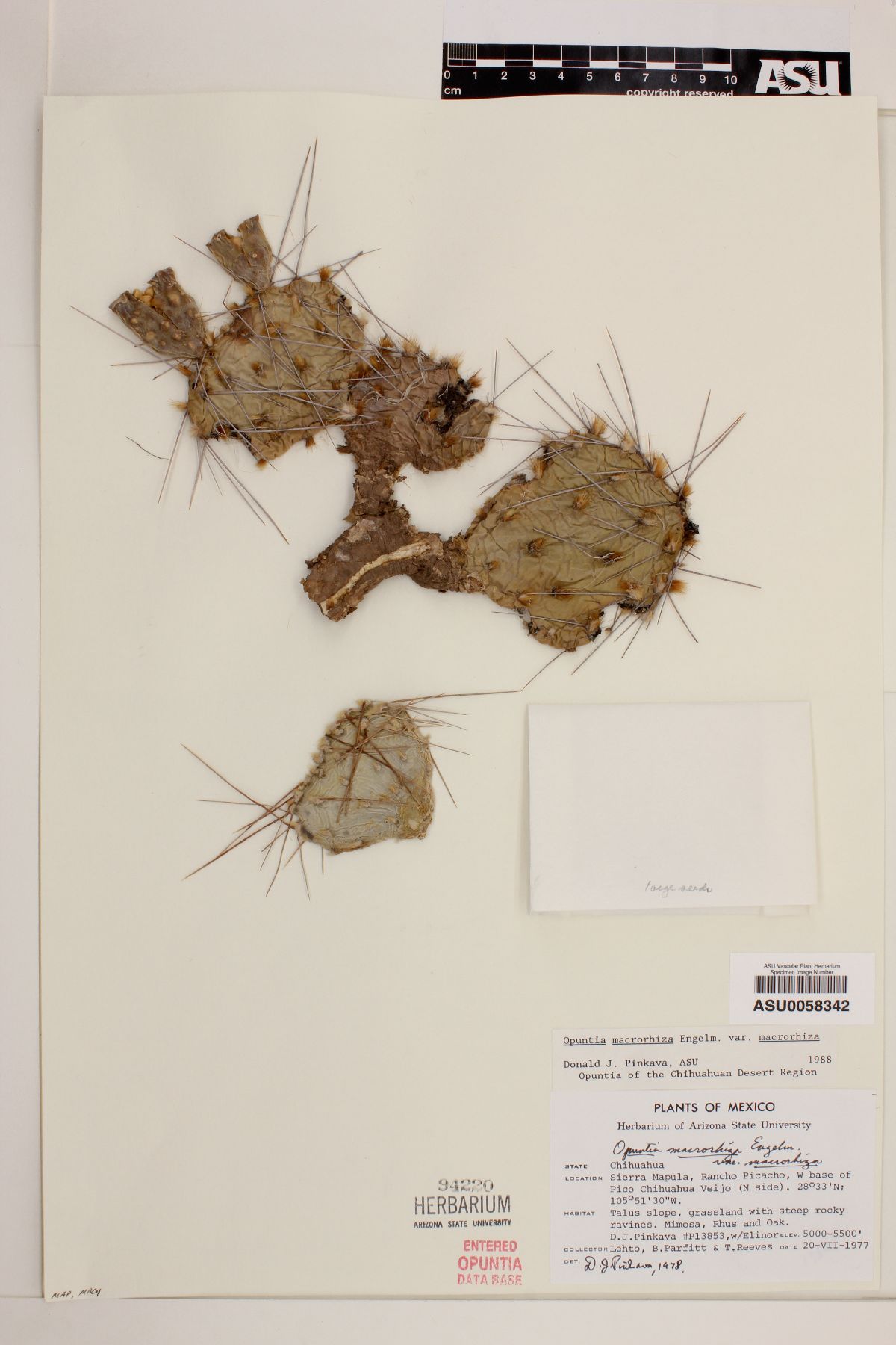 Opuntia tortispina image