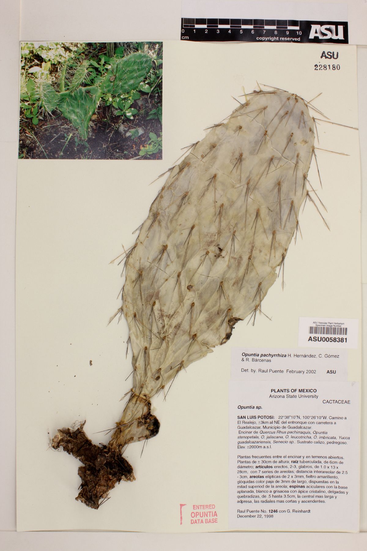 Opuntia pachyrrhiza image