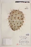 Opuntia engelmannii var. cuija image