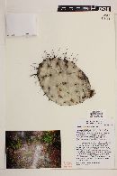Opuntia stenopetala image