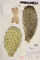 Opuntia streptacantha image