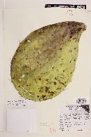 Opuntia streptacantha image