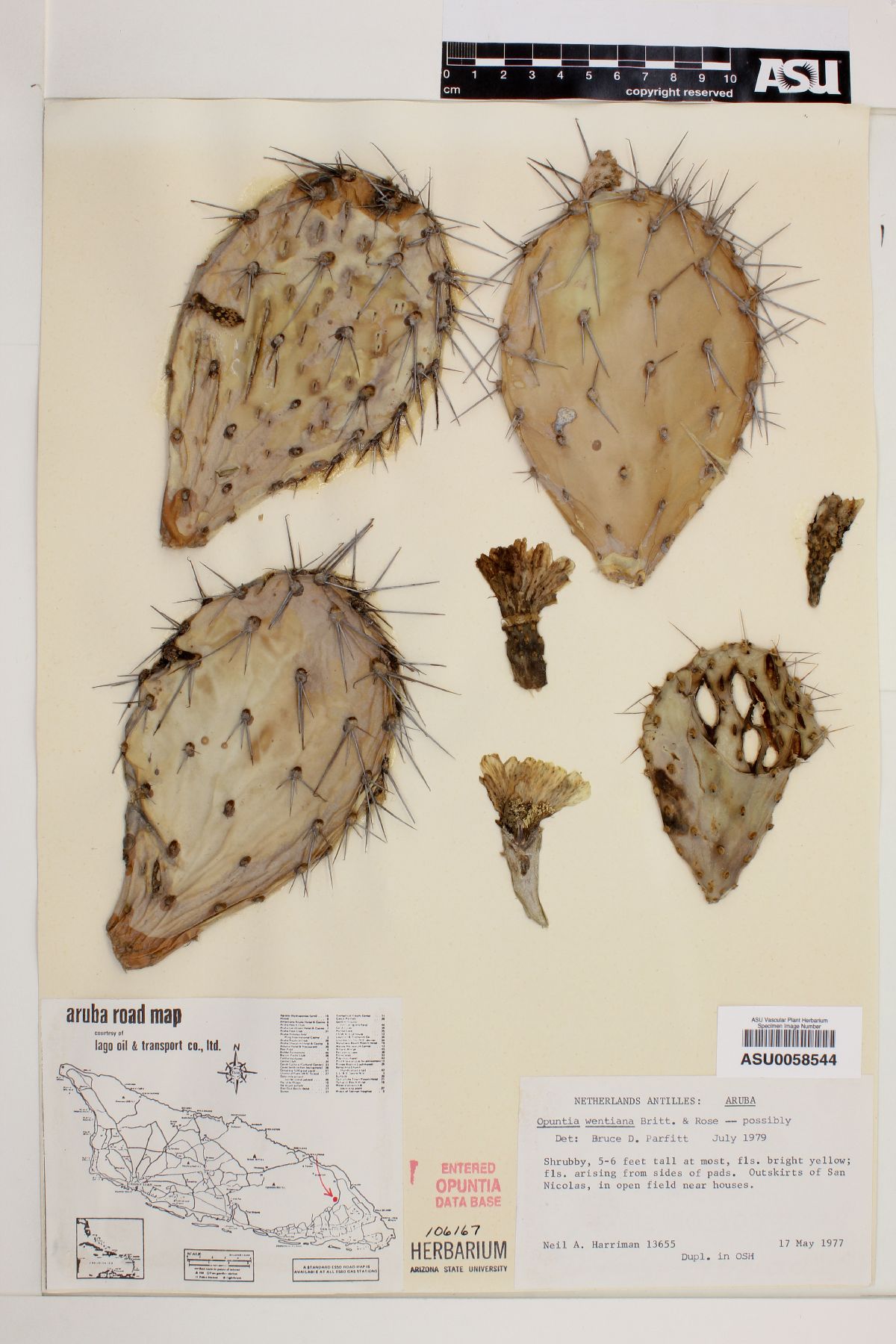 Opuntia wentiana image