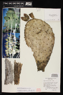 Opuntia durangensis image