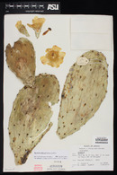 Opuntia wilcoxii image