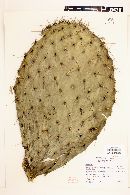 Opuntia streptacantha image