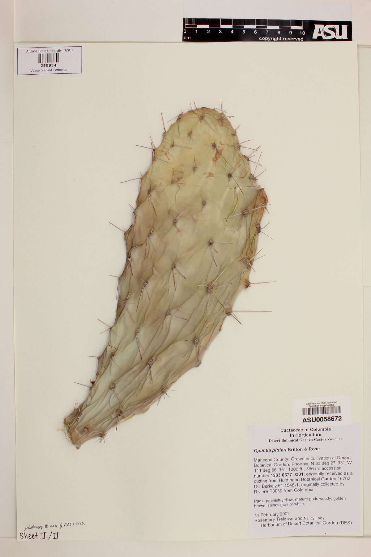 Opuntia pittieri image