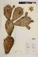 Opuntia soederstromiana image