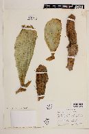 Opuntia quitensis image