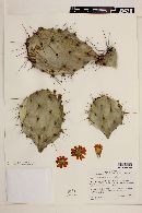 Opuntia quitensis image