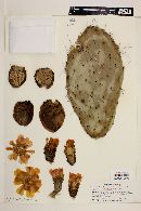 Opuntia soederstromiana image