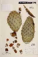 Opuntia soederstromiana image