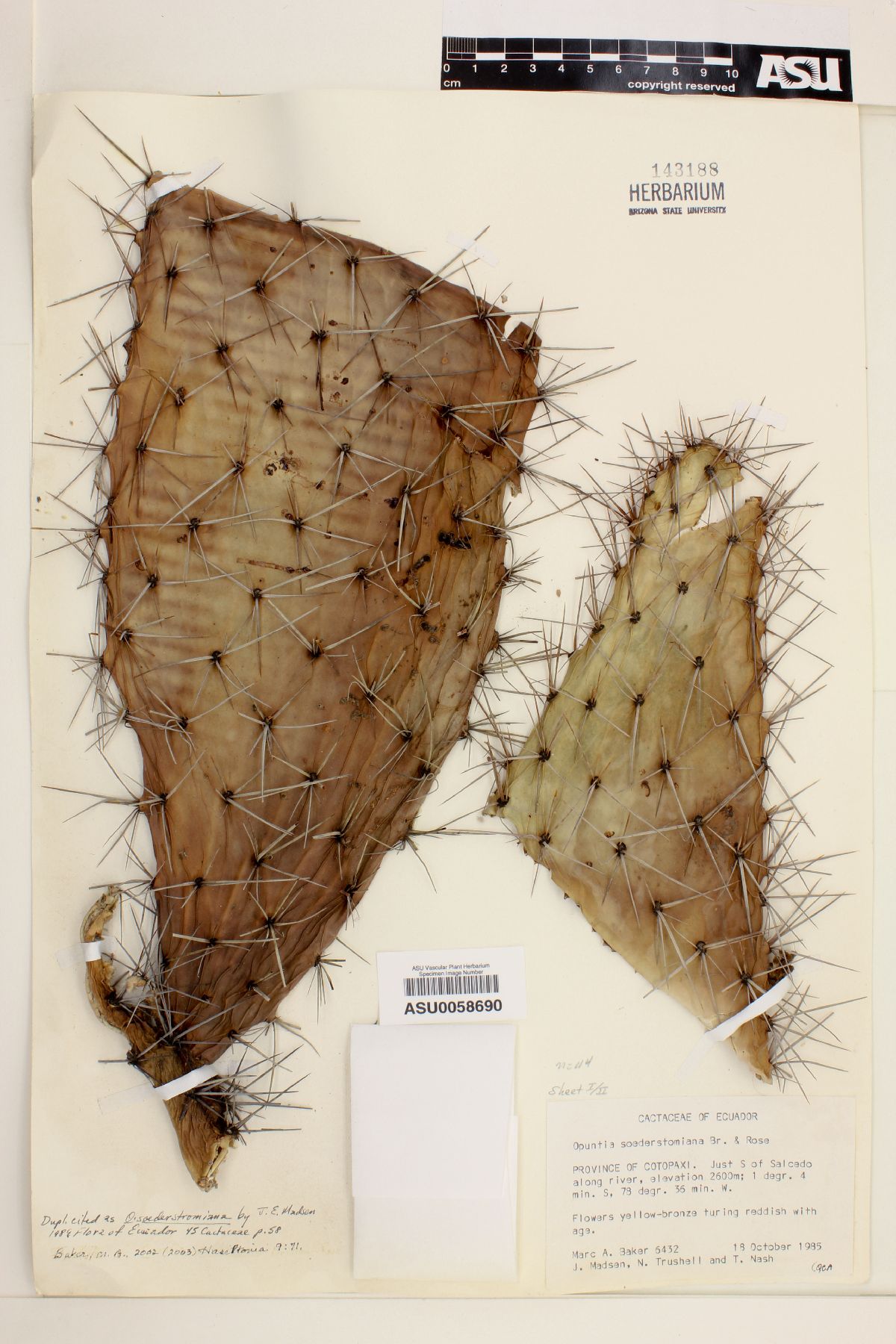 Opuntia soederstromiana image