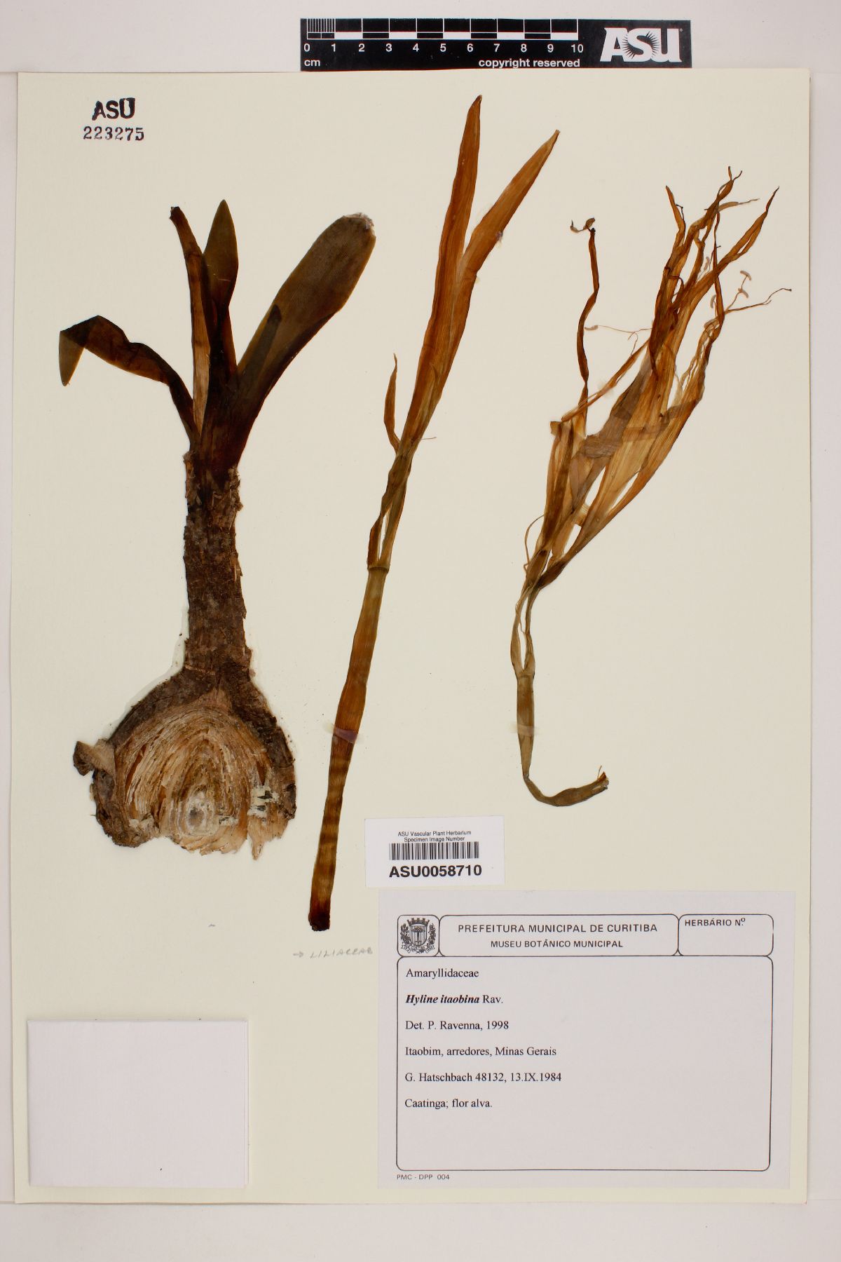 Hyline itaobina image