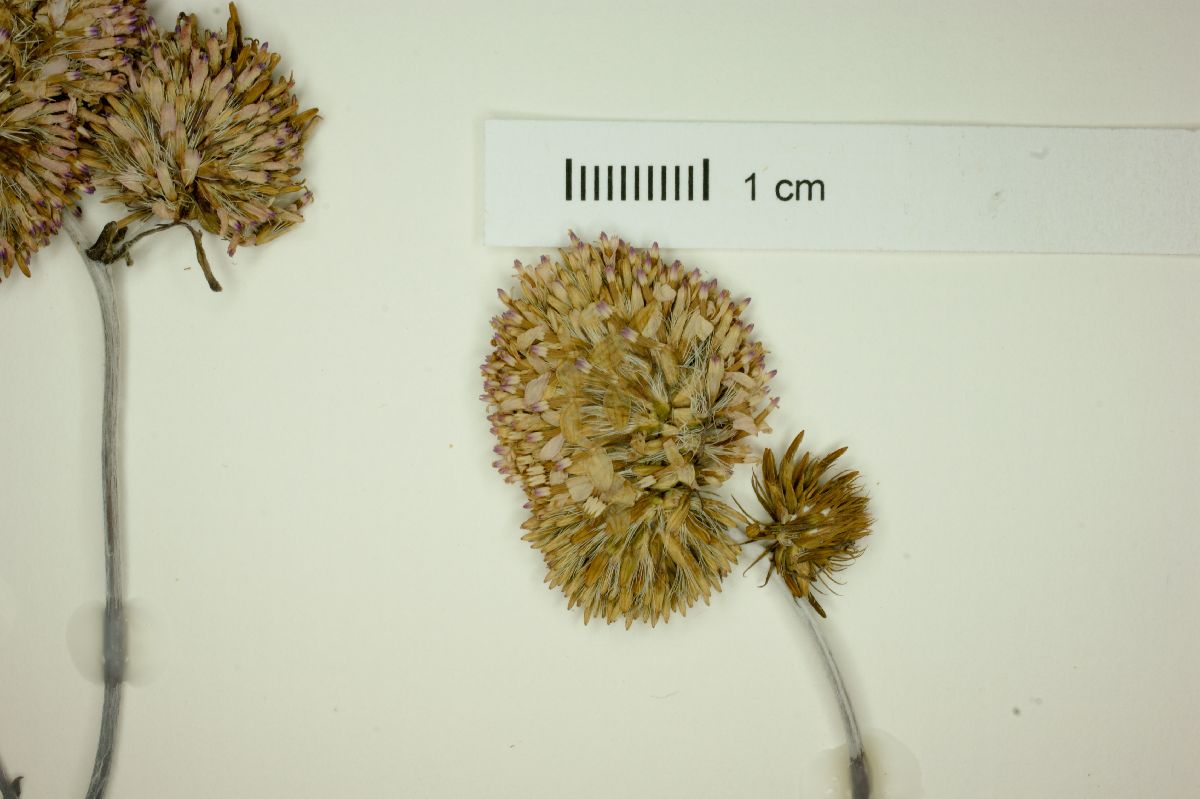 Polyachyrus poeppigii image