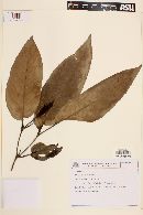 Piper arboreum image