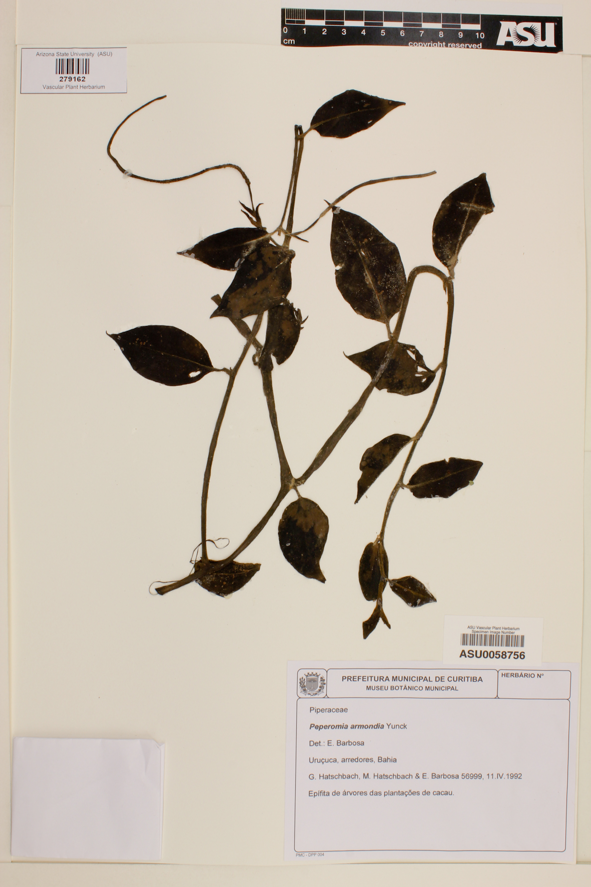 Peperomia armondii image