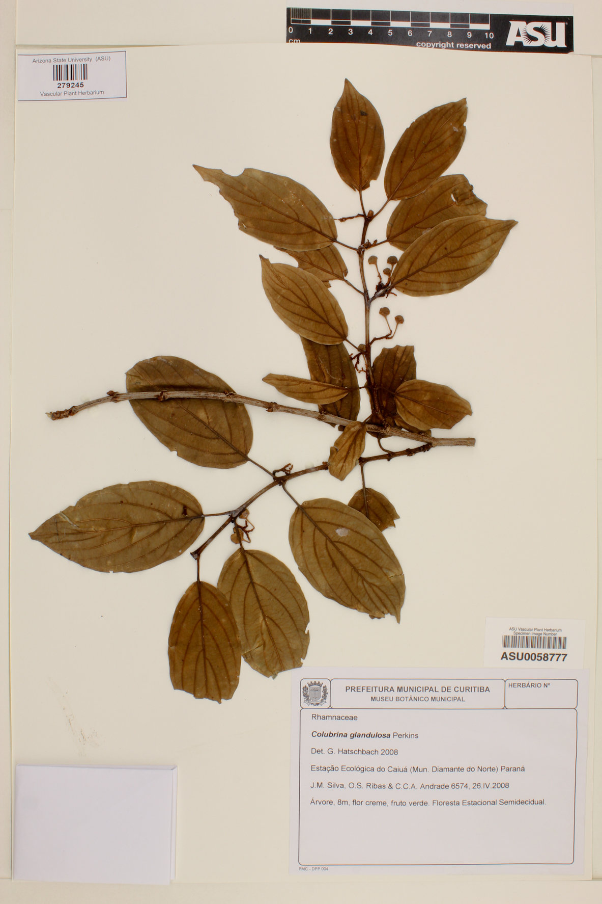 Colubrina glandulosa image