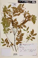 Diatenopteryx sorbifolia image