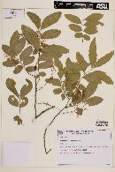 Diatenopteryx sorbifolia image