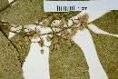 Diatenopteryx sorbifolia image