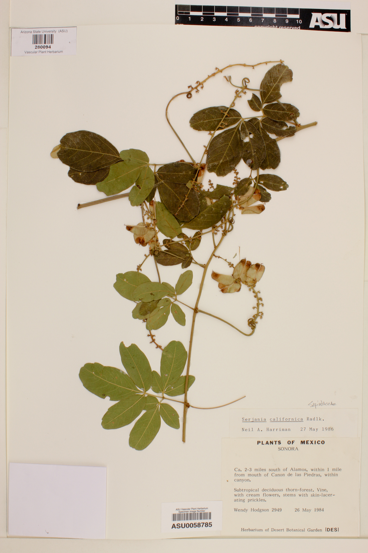 Serjania californica image
