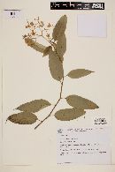 Solanum cinnamomeum image