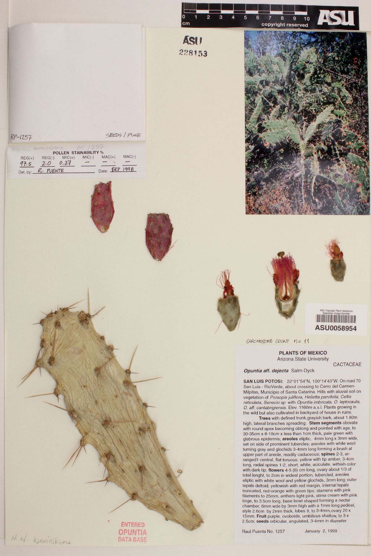 Opuntia dejecta image